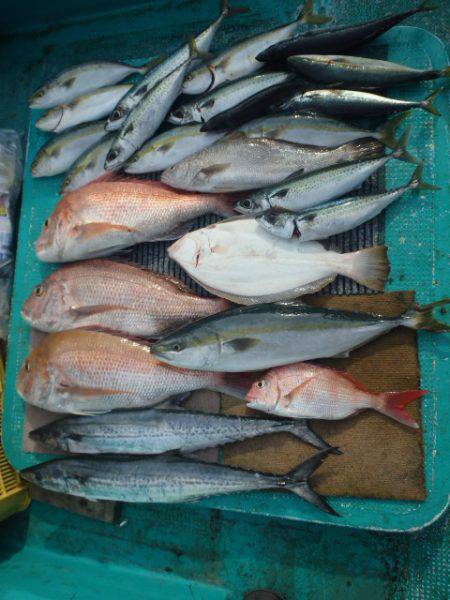 清和丸 釣果