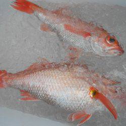 こうゆう丸 釣果