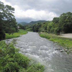 狩野川(狩野川漁業協同組合) 釣果