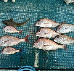 フィッシングガイド りょう 釣果