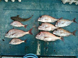 フィッシングガイド りょう 釣果