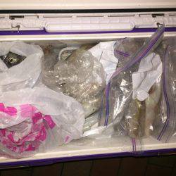 幸風（さちかぜ） 釣果