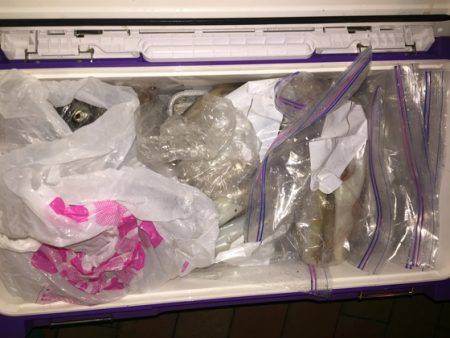 幸風（さちかぜ） 釣果