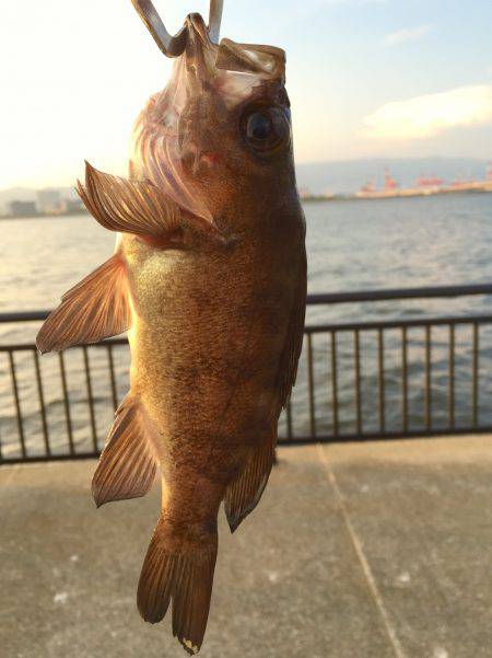 ノータチウオ。