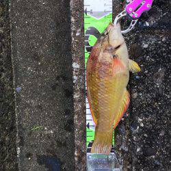 ロックフィッシュ