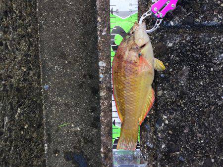 ロックフィッシュ