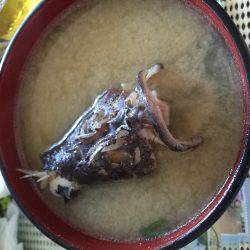 ロックフィッシュ