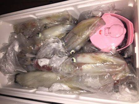 幸風（さちかぜ） 釣果