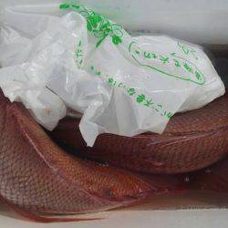 遊漁船 新鋭丸 釣果