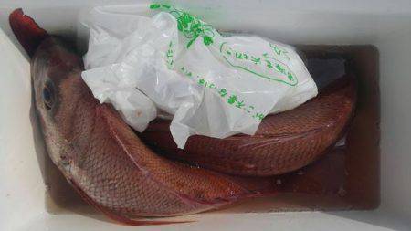 遊漁船 新鋭丸 釣果