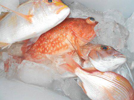 こうゆう丸 釣果