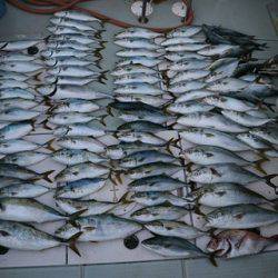 スカイマリン 釣果