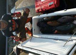 ディープ オーシャン 釣果