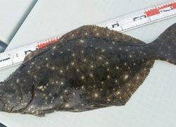 ディープ オーシャン 釣果