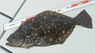 ディープ オーシャン 釣果