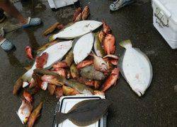 ディープ オーシャン 釣果