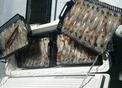 ディープ オーシャン 釣果