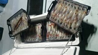 ディープ オーシャン 釣果