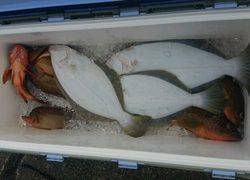 ディープ オーシャン 釣果