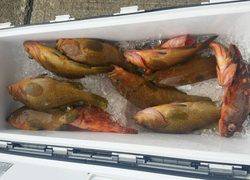 ディープ オーシャン 釣果