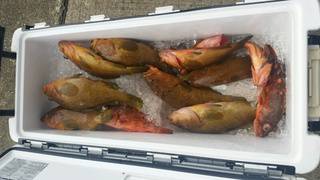 ディープ オーシャン 釣果