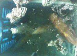 ディープ オーシャン 釣果