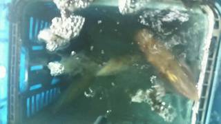 ディープ オーシャン 釣果