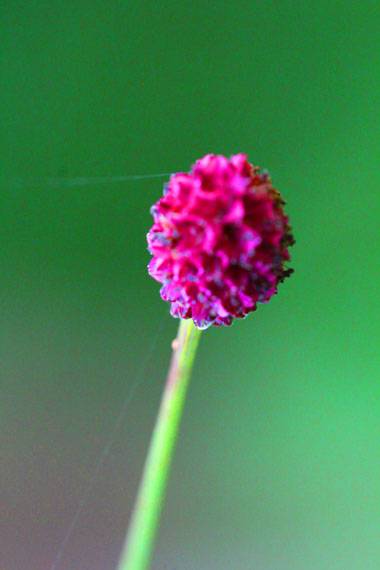 小菅トラウトガーデン 釣果