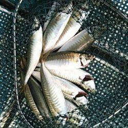 フィッシングガイド りょう 釣果