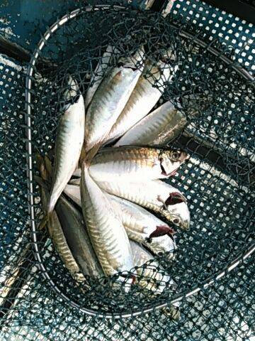 フィッシングガイド りょう 釣果