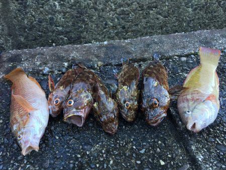 ロックフィッシュ