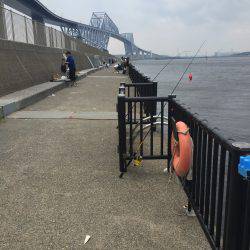 サッパ カタクチイワシ