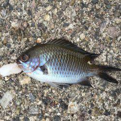 のんびり五目釣り