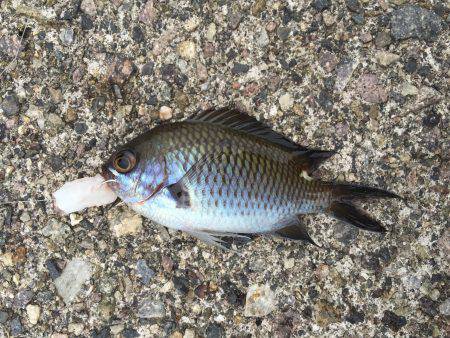 のんびり五目釣り