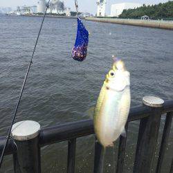 サッパ カタクチイワシ