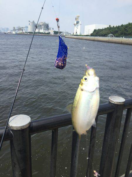 サッパ カタクチイワシ