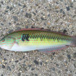 のんびり五目釣り