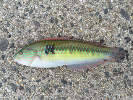 のんびり五目釣り