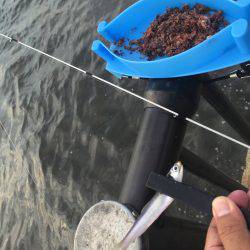 サッパ カタクチイワシ