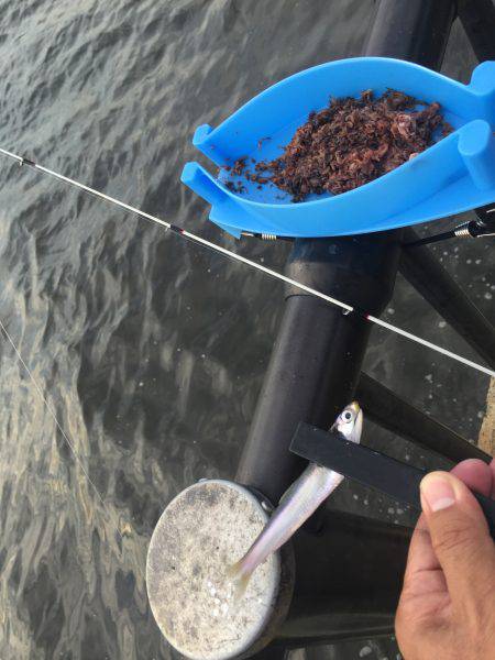 サッパ カタクチイワシ