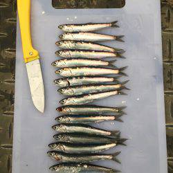 サッパ カタクチイワシ