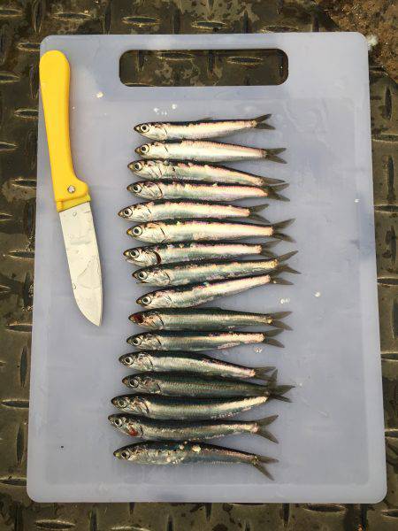 サッパ カタクチイワシ