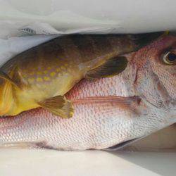 遊漁船 新鋭丸 釣果