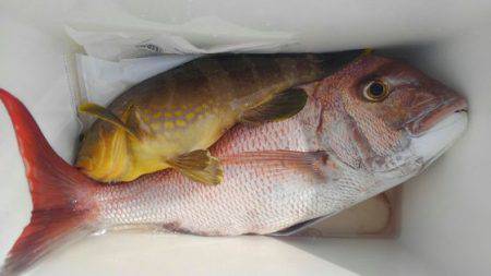 遊漁船 新鋭丸 釣果