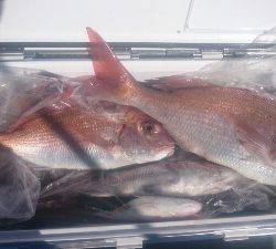 IDATEN(イダテン) 釣果