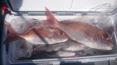 IDATEN（イダテン） 釣果