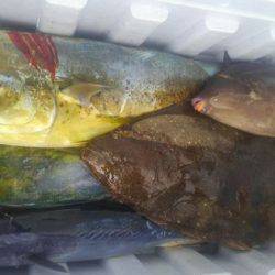 遊漁船 新鋭丸 釣果