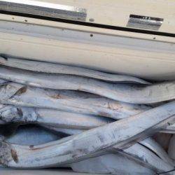 暁〜akatsuki〜 釣果