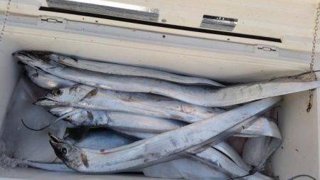 暁〜akatsuki〜 釣果