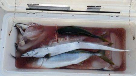 暁〜akatsuki〜 釣果